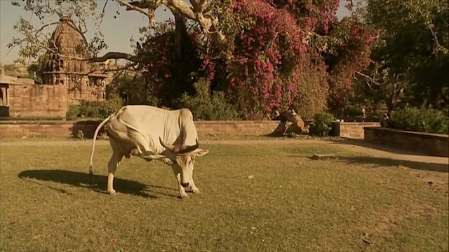 Video Reference: plant, grass, cattle like mammal, tree, pasture, ox, landscape, lawn