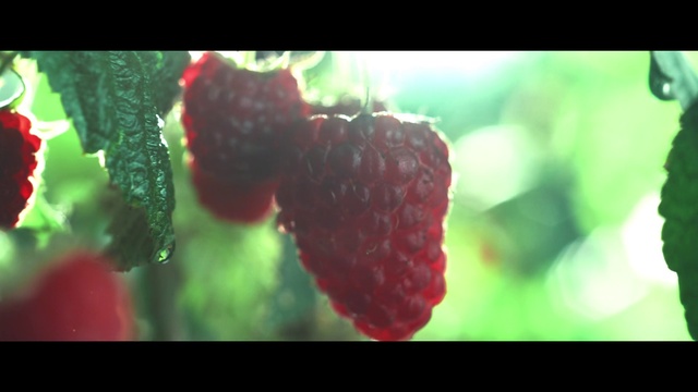 Video Reference: Strawberries, Strawberry, Fruit, Plant, Berry, Leaf, Raspberry, Macro photography, Food, Flower