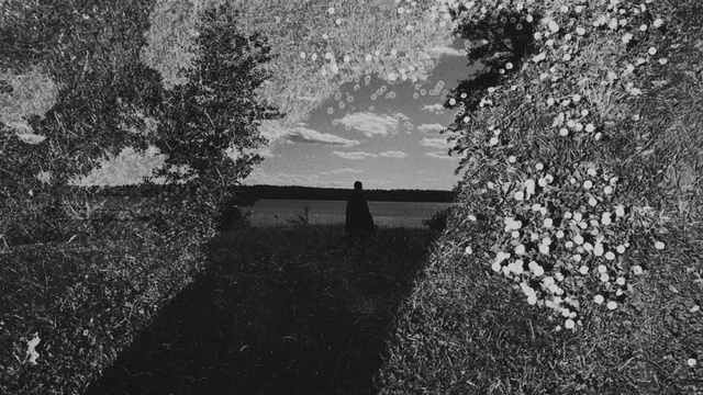 Video Reference: Black, White, Black-and-white, Monochrome photography, Monochrome, Tree, Water, Sky, Leaf, Woody plant