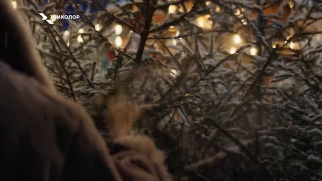 Video Reference: Branch, Nature, Tree, Wildlife, Sunlight, Natural environment, Vegetation, Light, Twig, Woodland