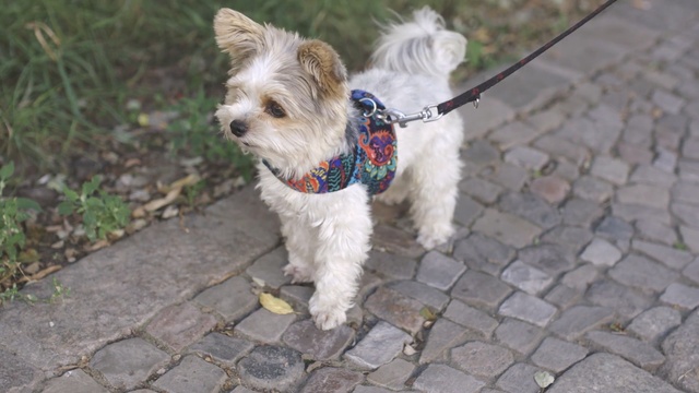 Video Reference: Dog, Mammal, Vertebrate, Dog breed, Canidae, West highland white terrier, Cairn terrier, Companion dog, Leash, Carnivore, Person