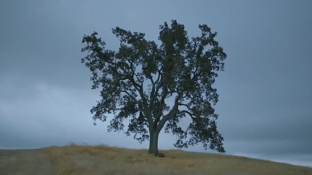 Video Reference: Tree, Woody plant, Sky, Vegetation, Atmospheric phenomenon, Plant, Branch, Savanna, Grass, Landscape, Person