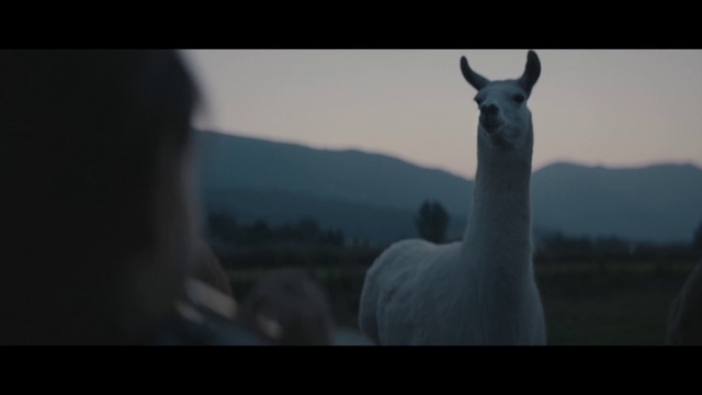 Video Reference: Llama, Sky, Photography, Camelid, Wildlife, Livestock