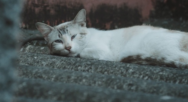 Video Reference: cat, whiskers, fauna, small to medium sized cats, cat like mammal, eye, domestic short haired cat, snout, aegean cat, kitten