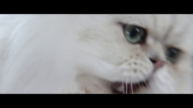 Video Reference: Cat, Felidae, Carnivore, Small to medium-sized cats, Eyelash, Whiskers, Fawn, Snout, Fang, Domestic short-haired cat