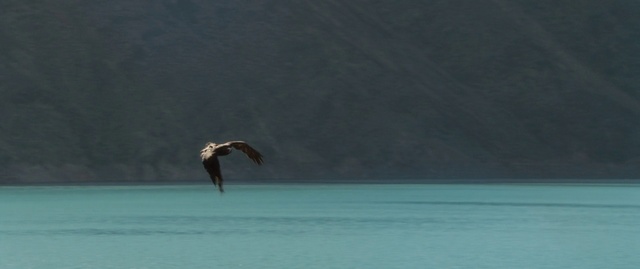Video Reference: Bird, Eagle, Sky, Seabird, Sea, Wildlife, Bald eagle, Beak, Bird of prey, Ocean
