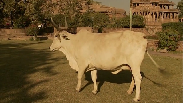 Video Reference: cattle like mammal, horn, cow goat family, ox, wildlife, zebu, grass, livestock, herd, pasture