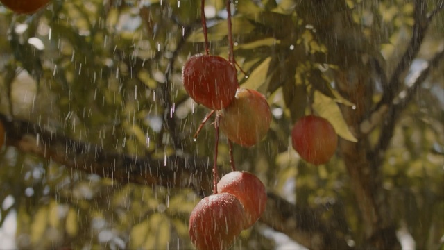 Video Reference: Leaf, Tree, Branch, Plant, Flower, Sunlight, Autumn, Twig, Plant stem, Fruit, Apple, Red, Hanging, Sitting, Banana, Bird, Orange, Reflection, Glass, Blurry, White, Animal, Food