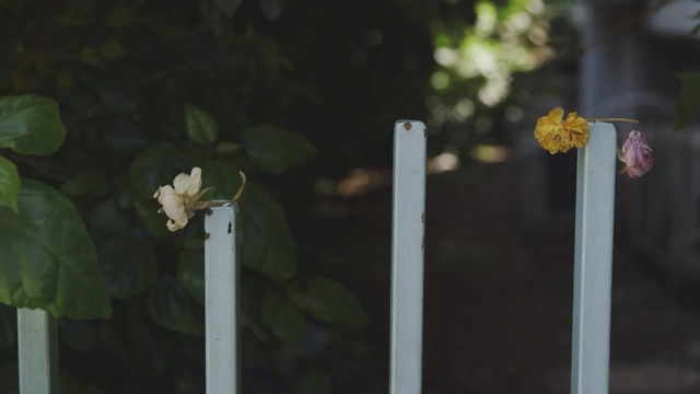 Video Reference: White, Green, Yellow, Flower, Plant, Leaf, Spring, Fence, Plant stem, Wildflower
