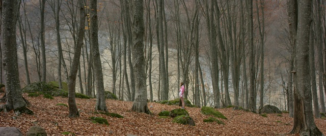 Video Reference: Woodland, Tree, Forest, Natural environment, Nature, Natural landscape, Northern hardwood forest, Old-growth forest, Nature reserve, Atmospheric phenomenon