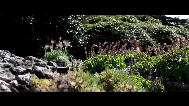 Video Reference: plant, flora, nature, vegetation, leaf, grass, tree, flower, rock, landscape