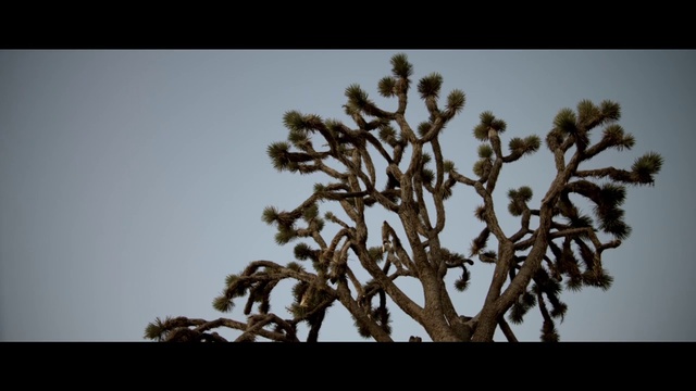 Video Reference: Branch, Tree, Plant, Woody plant, Plant stem, Botany, Leaf, Sky, Twig, Organism