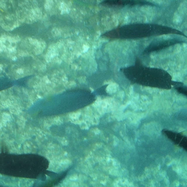 Video Reference: water, underwater, marine biology, fish, ecosystem, fauna, organism, fish, reef, shoal, Person