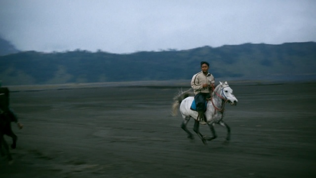 Video Reference: Horse, Mammal, Halter, Vertebrate, Bridle, Rein, Animal sports, Equestrianism, Horse tack, Saddle