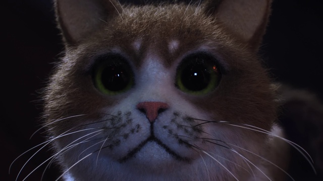 Video Reference: Cat, Whiskers, Small to medium-sized cats, Mammal, Felidae, Nose, Snout, Close-up, Eye, Carnivore