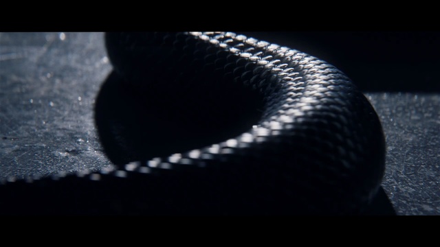 Video Reference: black, serpent, close up, light, photography, macro photography, black and white, organism, darkness, scaled reptile