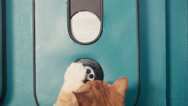 Video Reference: Blue, Turquoise, Snout, Door handle, Person