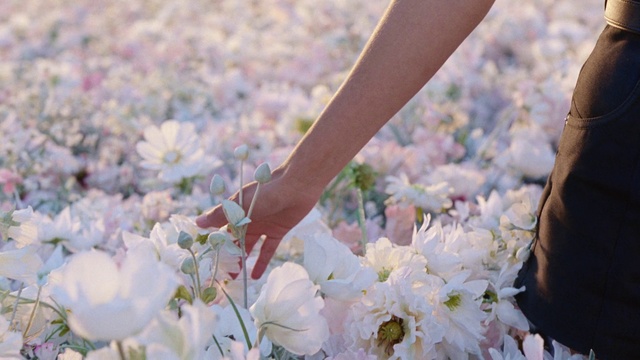 Video Reference: People in nature, Flower, Spring, Petal, Plant, Blossom, Pink, Hand, Dress, Summer