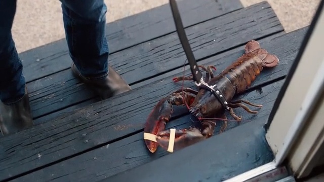 Video Reference: Lobster, Decapoda, American lobster, Spiny lobster, Crustacean, Seafood, Crab, Crayfish, Homarus, Auto part