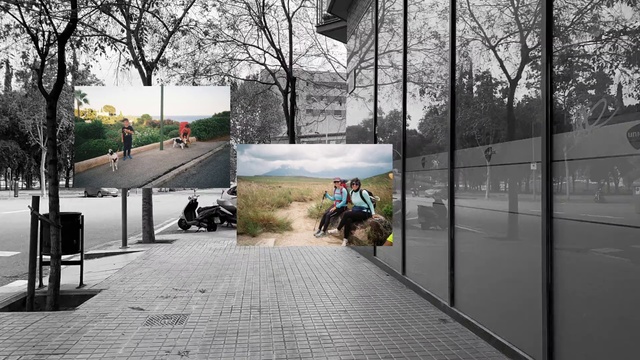 Video Reference: Tree, Public space, Snapshot, Wall, Urban area, Street, Architecture, Road, Woody plant, Spring