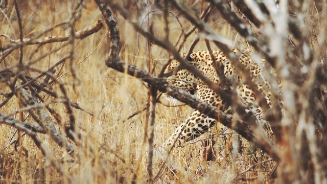 Video Reference: Wildlife, Grass, Terrestrial animal, Plant, Grass, Adaptation, Grain, Person