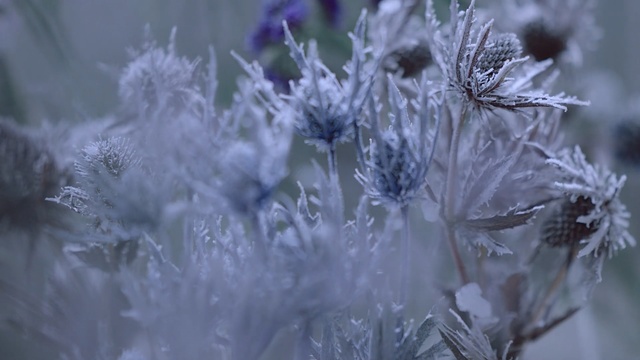 Video Reference: frost, freezing, winter, flora, close up, macro photography, ice, flower, branch, snow