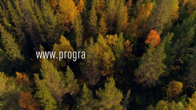 Video Reference: Nature, Vegetation, Tree, Temperate broadleaf and mixed forest, Leaf, Biome, Forest, Natural environment, Tropical and subtropical coniferous forests, Autumn