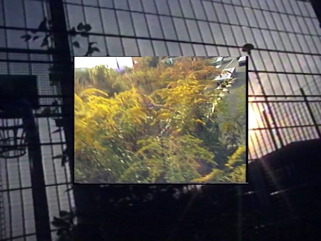 Video Reference: Sky, Yellow, Leaf, Tree, Plant, Technology, Flower, Sunlight, Glass, Architecture
