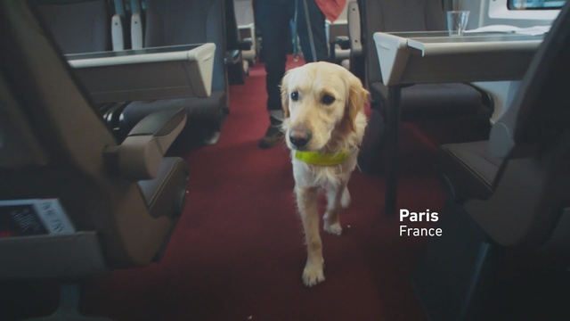 Video Reference: Dog, Dog breed, Canidae, Mammal, Golden retriever, Yellow, Retriever, Snout, Sporting Group, Carnivore, Person