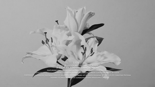 Video Reference: Flowering plant, White, Flower, Black-and-white, Plant, Monochrome photography, Petal, Lily, Botany, Still life photography