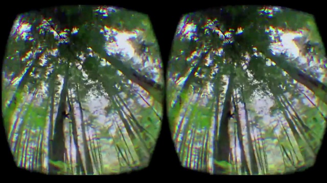 Video Reference: Tree, Photography, Glass, Person