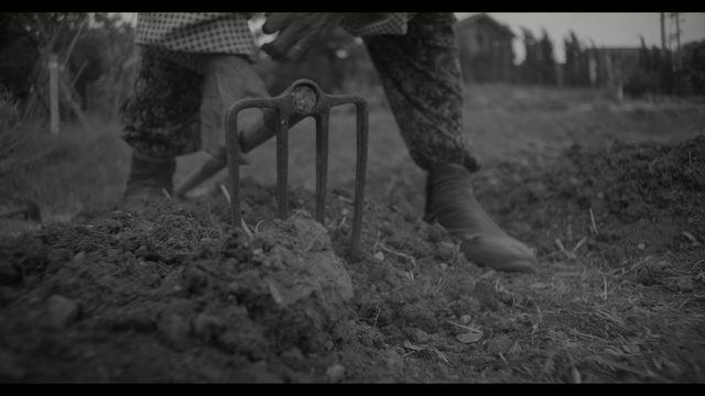 Video Reference: photograph, black, black and white, nature, monochrome photography, tree, photography, darkness, soil, atmosphere