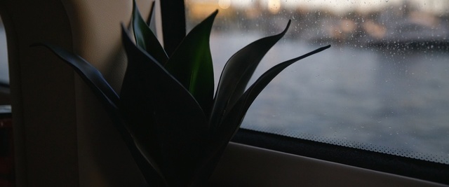 Video Reference: plant, flora, leaf, flower, computer wallpaper, macro photography, still life photography