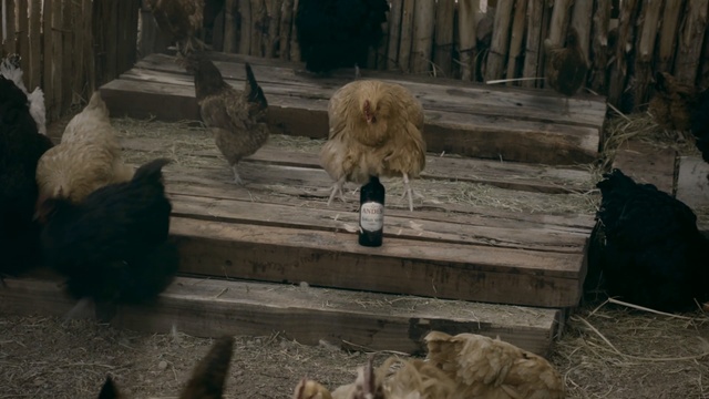 Video Reference: screenshot, zoo, Person