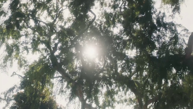 Video Reference: Tree, Nature, Sunlight, Sky, Atmospheric phenomenon, Light, Natural environment, Daytime, Branch, Leaf