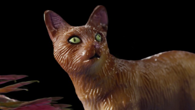 Video Reference: Cat, Mammal, Vertebrate, Small to medium-sized cats, Felidae, Carnivore, Whiskers, Organism, Fawn, Abyssinian