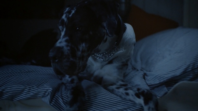 Video Reference: black, dog like mammal, dog, snout, darkness, dog breed, carnivoran