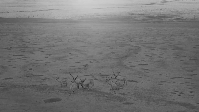 Video Reference: Water, Sea, Mudflat, Black-and-white, Ocean, Sand