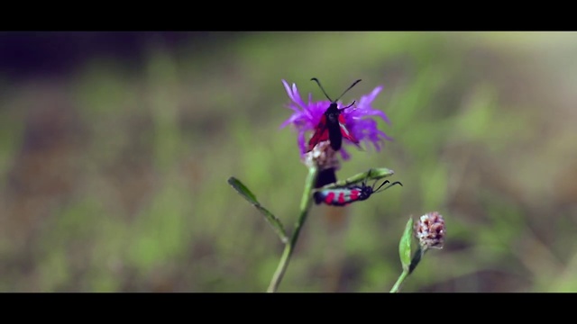 Video Reference: Flower, Flowering plant, Nature, Plant, Purple, Violet, Insect, Petal, Macro photography, Wildflower