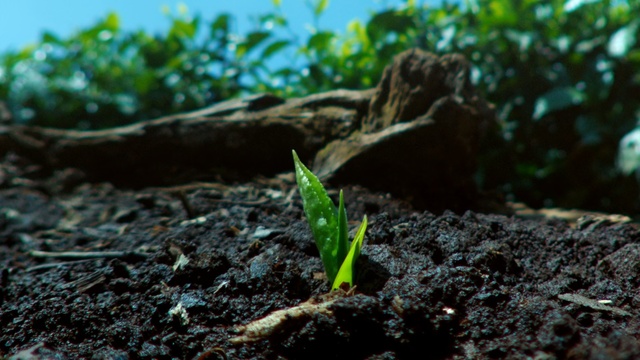 Video Reference: soil, vegetation, plant, grass, tree