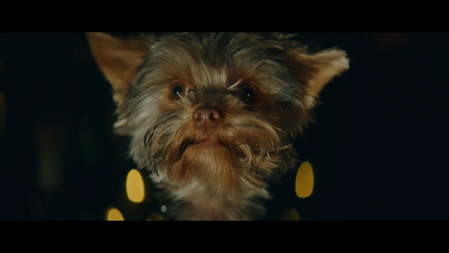 Video Reference: dog like mammal, dog breed, dog, yorkshire terrier, terrier, snout, dog breed group, small terrier, carnivoran, puppy