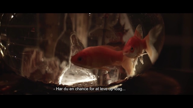 Video Reference: vertebrate, goldfish, fish, organism, screenshot, bony fish, darkness, computer wallpaper, freshwater aquarium, aquarium