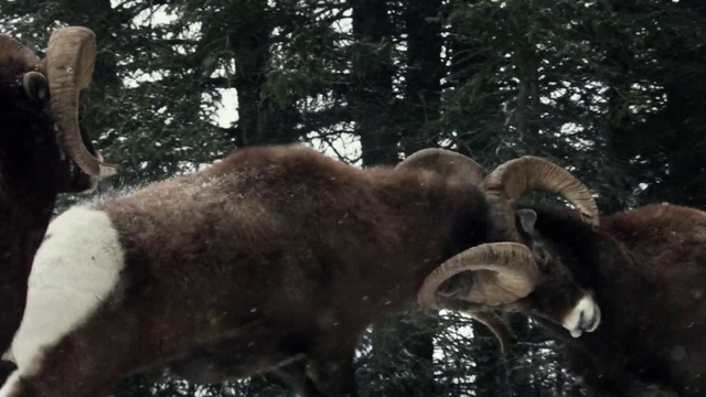 Video Reference: Horn, Mammal, Wildlife, Bovine, Working animal, Terrestrial animal, Snout, Tree, Cow-goat family, Forest