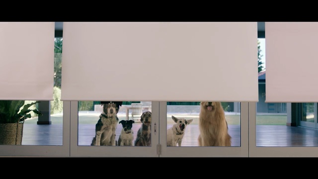 Video Reference: Pomeranian, Canidae, Sporting Group, Dog breed, Non-Sporting Group, Interior design, Golden retriever, Carnivore, Cat, Fur