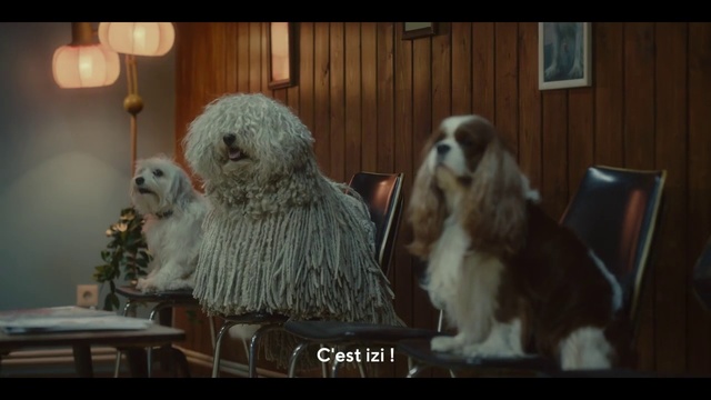 Video Reference: Vertebrate, Dog breed, Dog, Canidae, Spaniel, Sporting group, Fur, Photo caption, Carnivore, Indoor, Sitting, Small, Front, Table, Standing, White, Screen, Black, Television, Bird, Display, Computer, Stuffed, Cat, Room, Animal, Mammal