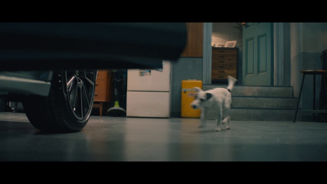 Video Reference: Photograph, Black, Canidae, Dog, Photography, Dog breed, Darkness, Floor, Carnivore, Sporting Group