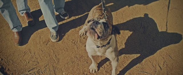 Video Reference: Dog, Dog breed, Canidae, Mammal, Pug, Carnivore, Snout, Fawn, Companion dog