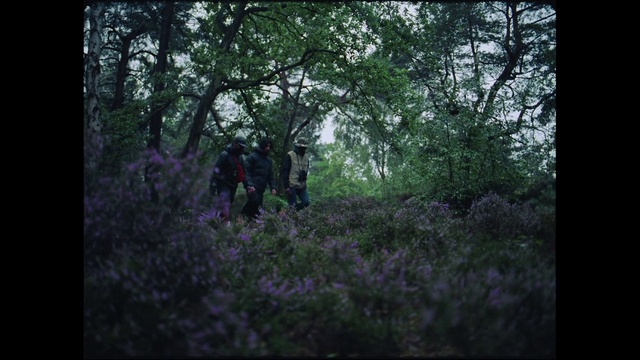 Video Reference: Woodland, Forest, Nature, Natural environment, Tree, Green, Wilderness, Vegetation, Old-growth forest, Biome