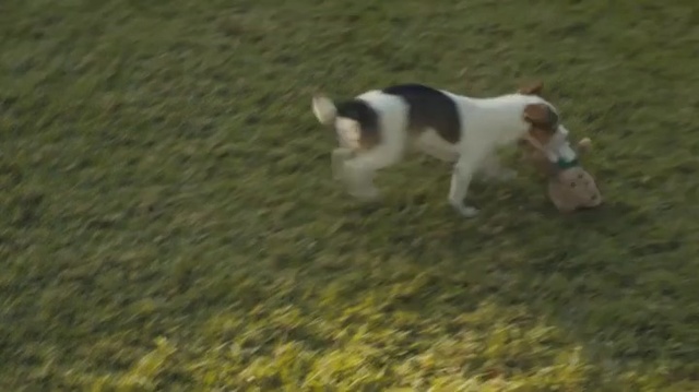 Video Reference: Dog, Mammal, Vertebrate, Canidae, Dog breed, Carnivore, Sporting Group, Brittany, Jack russell terrier, Pointer