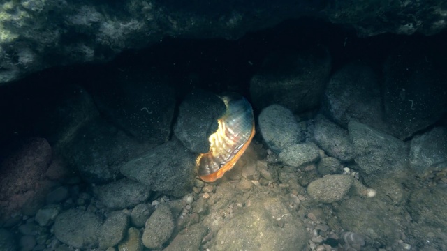 Video Reference: Underwater, Organism, Geological phenomenon